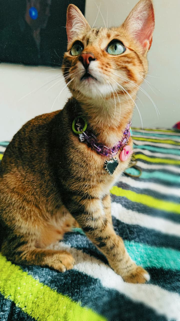 Neckcharm LA + PERRA